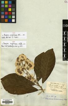 Type specimen at Edinburgh (E). Wight, Robert: 1376. Barcode: E00413314.