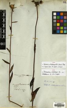 Type specimen at Edinburgh (E). De Silva, Francis: 2921/31. Barcode: E00413318.