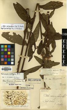 Type specimen at Edinburgh (E). Cavalerie, Pierre: . Barcode: E00413319.
