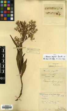 Type specimen at Edinburgh (E). Séguin, J: 2472. Barcode: E00413321.