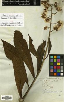 Type specimen at Edinburgh (E). De Silva, Francis: 3035/145. Barcode: E00413325.