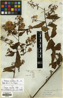 Type specimen at Edinburgh (E). Wallich, Nathaniel: 3060/170. Barcode: E00413326.