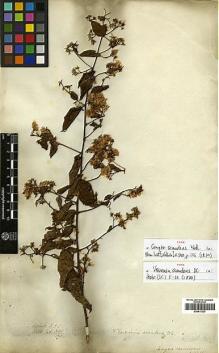 Type specimen at Edinburgh (E). Wallich, Nathaniel: 3060/170. Barcode: E00413327.