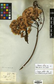 Type specimen at Edinburgh (E). Wallich, Nathaniel: 3016/126. Barcode: E00413330.