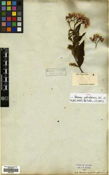 Type specimen at Edinburgh (E). Wight, Robert: 1379/52. Barcode: E00413332.