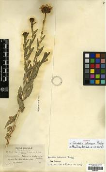 Type specimen at Edinburgh (E). Bang, Miguel: 1055. Barcode: E00413344.