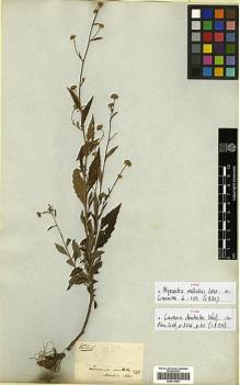 Type specimen at Edinburgh (E). Wallich, Nathaniel: 3216/326 A. Barcode: E00413350.