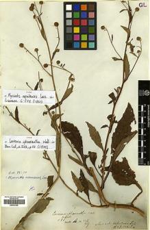 Type specimen at Edinburgh (E). Wallich, Nathaniel: 3217/327. Barcode: E00413352.