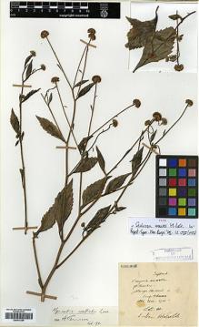 Type specimen at Edinburgh (E). Maire, Edouard-Ernest: . Barcode: E00413356.