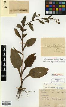 Type specimen at Edinburgh (E). Bodinier, Emile: 2475. Barcode: E00413357.