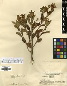 Type specimen at Edinburgh (E). Buchanan-Hamilton, Francis: 1878. Barcode: E00413371.
