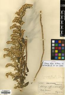 Type specimen at Edinburgh (E). Nelson, Aven: 2761. Barcode: E00413379.