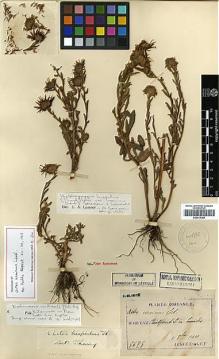 Type specimen at Edinburgh (E). Taquet, Emile: 5675. Barcode: E00413385.