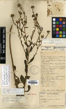Type specimen at Edinburgh (E). Faurie, Urbain: 1070. Barcode: E00413386.