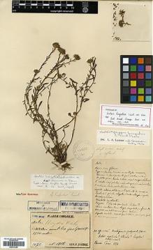 Type specimen at Edinburgh (E). Faurie, Urbain: 1076. Barcode: E00413389.