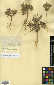 Type specimen at Edinburgh (E). Baker, Charles: 727. Barcode: E00413393.
