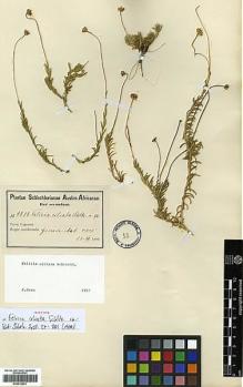 Type specimen at Edinburgh (E). Schlechter, Max: 9818. Barcode: E00413401.