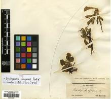 Type specimen at Edinburgh (E). Gunn, Ronald: . Barcode: E00413405.
