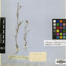 Type specimen at Edinburgh (E). Drège, Jean: . Barcode: E00413408.
