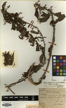 Type specimen at Edinburgh (E). Taquet, Emile: 5681. Barcode: E00413409.