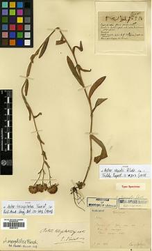 Type specimen at Edinburgh (E). Bodinier, Emile: . Barcode: E00413412.