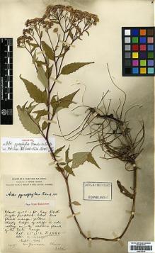 Type specimen at Edinburgh (E). Forrest, George: 4001. Barcode: E00413413.