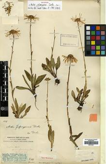 Type specimen at Edinburgh (E). Forrest, George: 669. Barcode: E00413421.