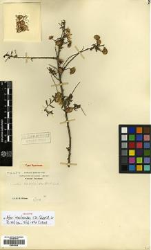 Type specimen at Edinburgh (E). Wilson, Ernest: 2234. Barcode: E00413422.