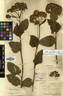 Type specimen at Edinburgh (E). Maire, Edouard-Ernest: . Barcode: E00413425.