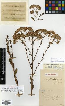 Type specimen at Edinburgh (E). Bodinier, Emile: . Barcode: E00413428.