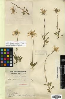 Type specimen at Edinburgh (E). Farrer, Reginald; Purdom, William: 131. Barcode: E00413429.
