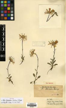 Type specimen at Edinburgh (E). Farrer, Reginald; Purdom, William: 131. Barcode: E00413430.