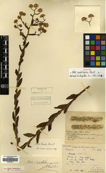 Type specimen at Edinburgh (E). Martin, Léon: 1915. Barcode: E00413431.