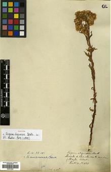 Type specimen at Edinburgh (E). Hartweg, Karl: 1131. Barcode: E00413434.