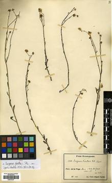 Type specimen at Edinburgh (E). Fuertes, Miguel: 1955. Barcode: E00413437.