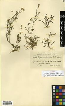 Type specimen at Edinburgh (E). von Türckheim, Hans: 3061. Barcode: E00413438.