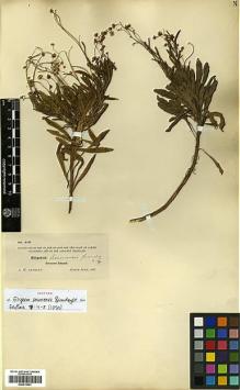Type specimen at Edinburgh (E). Anthony, Alfred: 376. Barcode: E00413441.