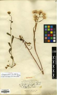 Type specimen at Edinburgh (E). Canby, William: 179. Barcode: E00413444.