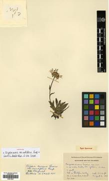 Type specimen at Edinburgh (E). Henry, J.: 306. Barcode: E00413449.