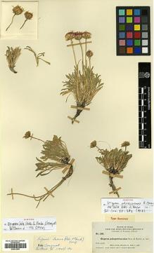 Type specimen at Edinburgh (E). Nelson, Aven; Macbride, James: 1861. Barcode: E00413450.