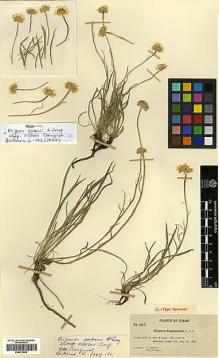 Type specimen at Edinburgh (E). Macbride, James; Payson, Edwin: 3412. Barcode: E00413453.