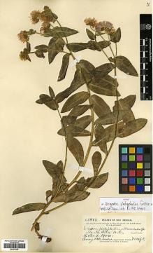 Type specimen at Edinburgh (E). Metcalfe, Orrick: 1469. Barcode: E00413455.