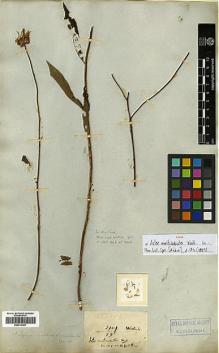 Type specimen at Edinburgh (E). Wallich, Nathaniel: 2969. Barcode: E00413457.