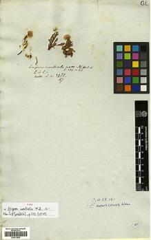 Type specimen at Edinburgh (E). Wallich, Nathaniel: 2977. Barcode: E00413459.