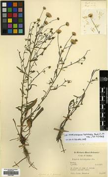 Type specimen at Edinburgh (E). Stainton, John: 3086. Barcode: E00413460.