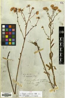 Type specimen at Edinburgh (E). Wallich, Nathaniel: 3286. Barcode: E00413464.