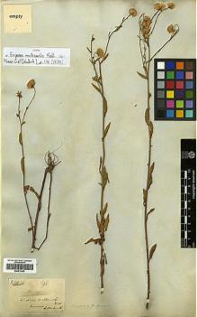 Type specimen at Edinburgh (E). Blinkworth, Robert: 396. Barcode: E00413465.