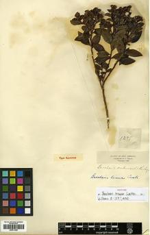 Type specimen at Edinburgh (E). Triana, Jose: 1295. Barcode: E00413468.