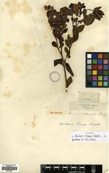 Type specimen at Edinburgh (E). Triana, Jose: 1295. Barcode: E00413469.