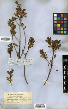 Type specimen at Edinburgh (E). Spruce, Richard: 5828. Barcode: E00413470.